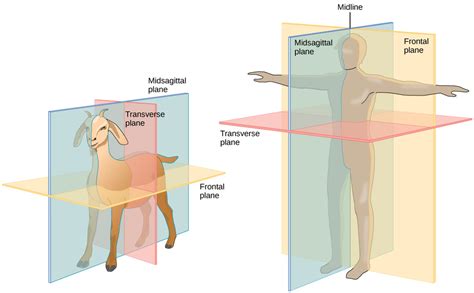 human biology - Dorsal vs Posterior and Ventral vs Anterior - Biology Stack Exchange