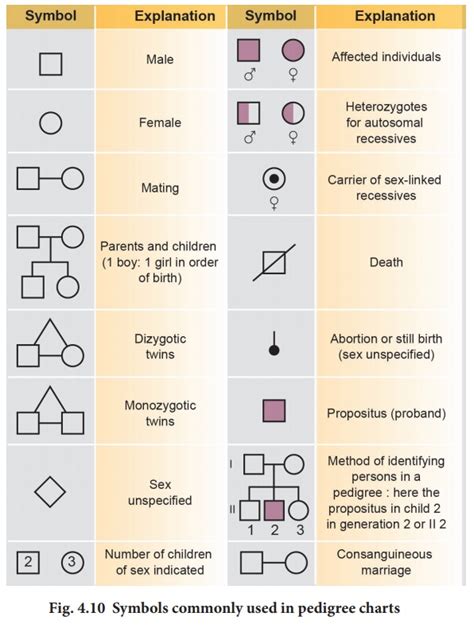 Genetic Pedigree Symbols