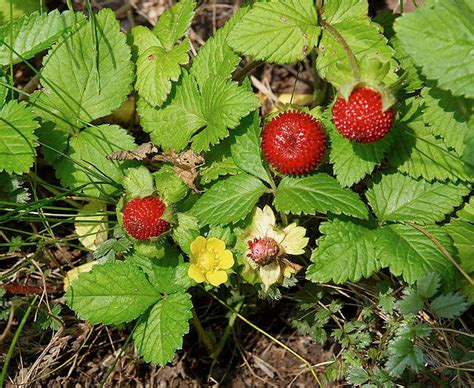 Wild Strawberry Plant Identification