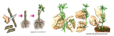Perkembangbiakan Vegetatif Buatan - GURU SUMEDANG