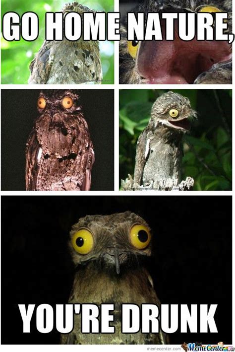 1000+ images about Potoo Birds on Pinterest