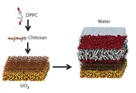 Artificial membranes on silicon: First synthetic membranes made without solvents described