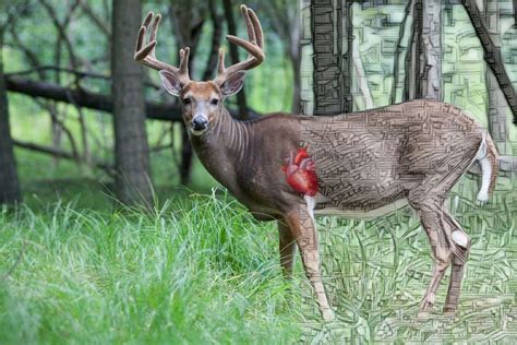 Whitetail Deer Anatomy: An Ethical Hunter's Perspective