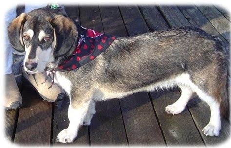 Dachshund Husky Mix - Welcome To The Sausage Dog World