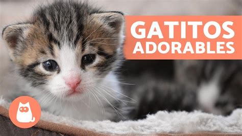 Vídeos de GATITOS BEBÉS 😻 ¡Gatos Tiernos y Graciosos! - YouTube