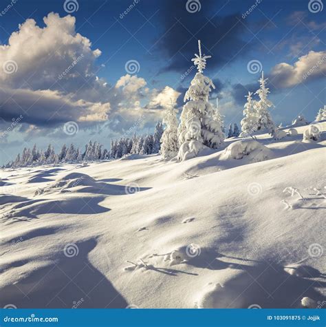 Great Winter Landscape in Carpathian Mountains with Snow Covered Stock ...