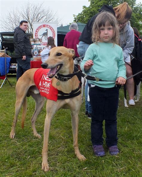 Dogs Trust Fun Day Chatelherault Country Park June 1, 2014 - Daily Record