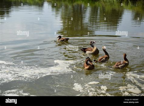 Feeding a swimming duck and ducklings on a pond in Europe Stock Photo ...