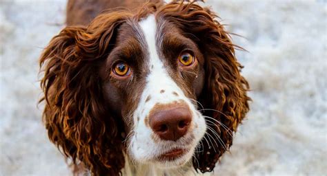 How Many Puppies Do Spaniels Have