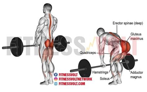 Train Your Erector Spinae For A Road Map Back – Fitness Volt