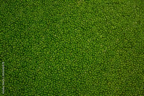 Wolffia globosa green leaves in the water background. Stock Photo ...