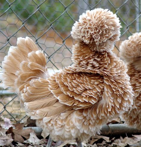 Buff Laced Frizzle Chicken | Frizzle chickens, Pet chickens, Beautiful ...