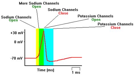 Action Potential – The Nerve Impulse