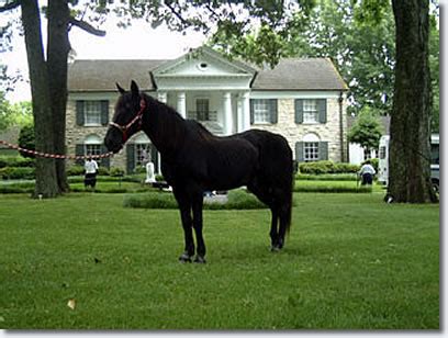 Elvis Presley : Rising Sun and other Horses at Graceland : Elvis ...