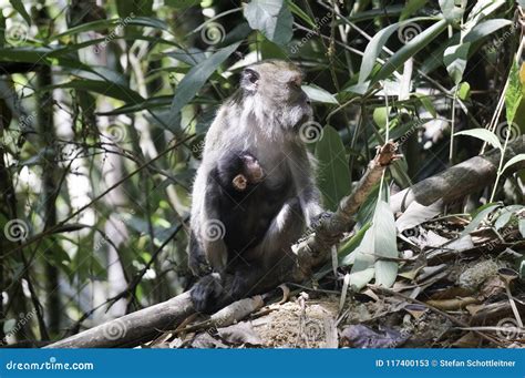 A Monkey with His Baby in the Jungle Stock Image - Image of nature ...