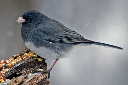 Winter Lovers: Dark Eyed Junco | Michigan Nature Association