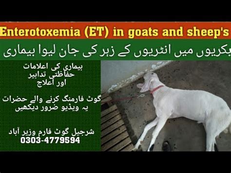 Enterotoxemia(ET) in sheeps and goats | ET disease symptoms, treatment, precautions | ET ...