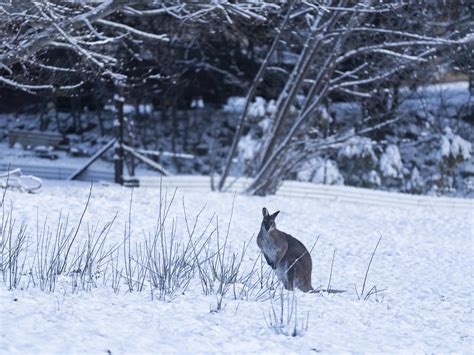 Australia coated in rare snow as ‘Antarctic blob’ settles over nation | The Independent | The ...