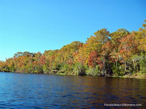 Florida Fall Foliage at De Leon Springs State Park. # ...