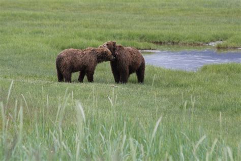 Get Acquainted with Alaska's Grizzly Bears: Fact vs. Fiction