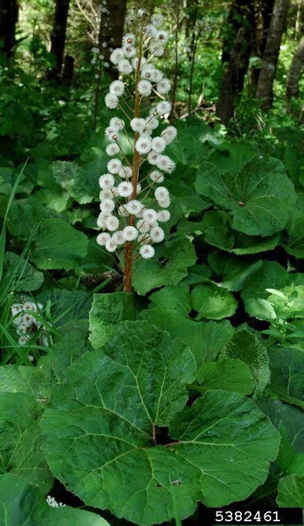 Butterbur Sweet-coltsfoot | Vermont Invasives