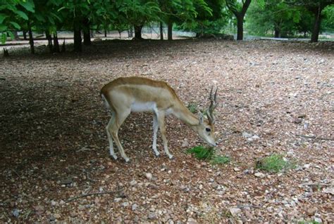 Free Images : spiral, animal, wildlife, wild, mammal, fauna, antelope ...