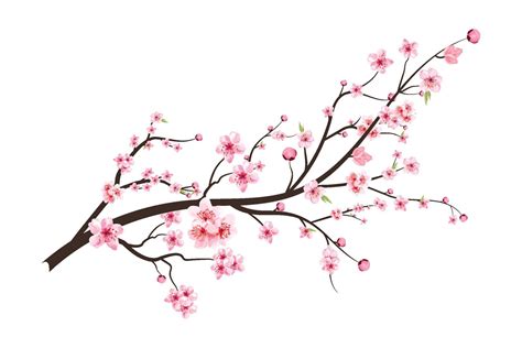 Cherry blossom with blooming watercolor Sakura flower. Realistic Sakura flower branch. Japanese ...