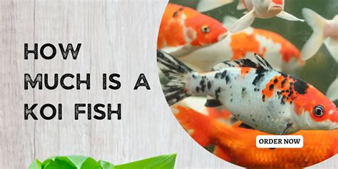 Discover Koi Fish Prices: Factors Influencing Costs