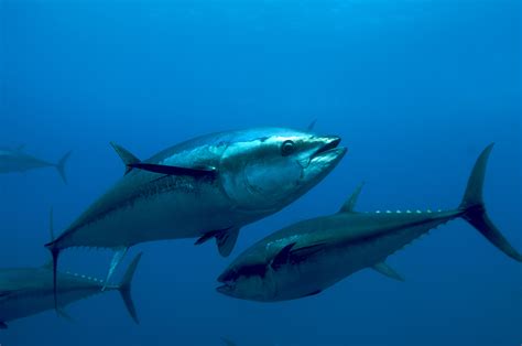 Atlantic Blue Fin Tuna ( Thunnus Thynnus ) – Blue Climate Solutions