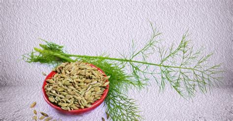 14 Proven Health Benefits Of Fennel: An Aromatic Cure-All