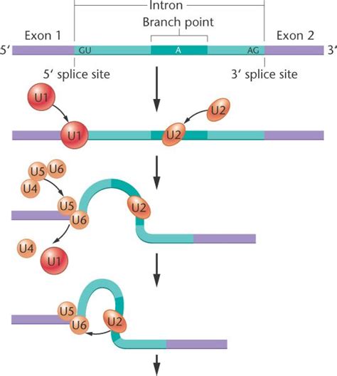 spliceosome.html 13_14-spliceosome.jpg