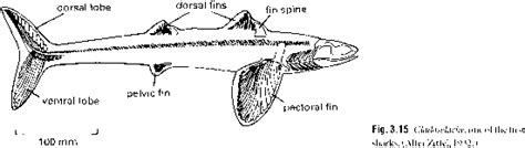 Acanthodii The Spiny Skins - Amphibians - Fossil Hunters