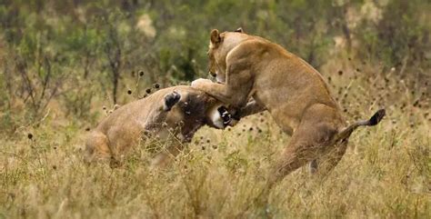 The Best Places to See Wild Lions in Africa | GILTEDGE