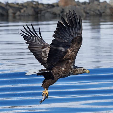 Conservationists Weigh the Possibility of Reintroducing Lost Eagle Species to Wales | Plants And ...