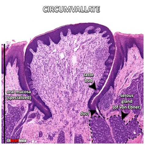 Circumvallate Papillae Histology