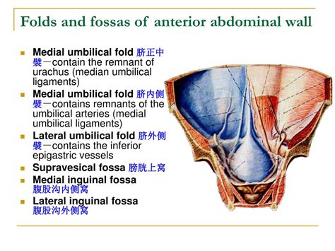 PPT - The peritoneum 腹膜 PowerPoint Presentation - ID:746252