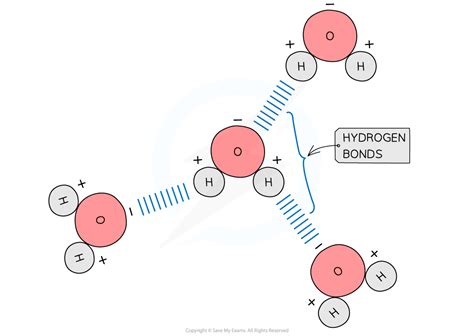 IB DP Biology: SL复习笔记2.1.3 Hydrogen Bonds-翰林国际教育