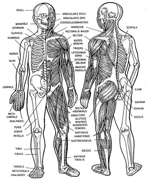 Diagram Of The Musculoskeletal System Musculoskeletal System