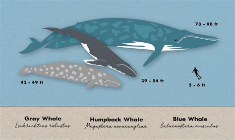 Humpback Whale Vs Blue Whale - Fototapete Humpback Whale Big Gray Whale On A White Background ...