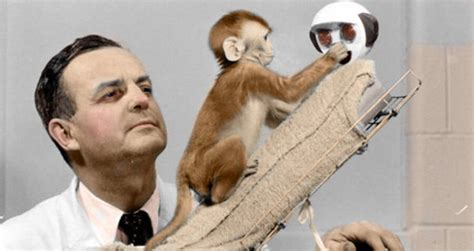 How Harry Harlow Used Monkeys For Bizarre ‘Love’ Experiments