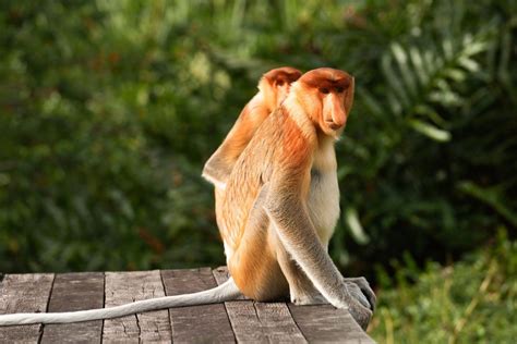 Proboscis Monkey Sanctuary Tour - Asia Green Travel