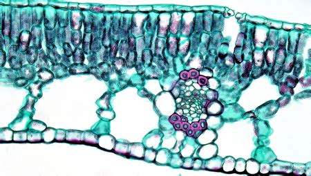 Palisade Cell - Key Stage Wiki