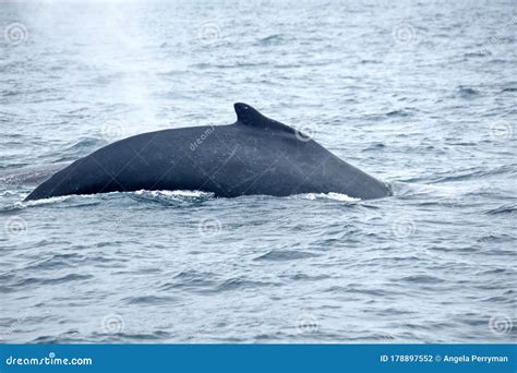 Dorsal Fin of a Humpback Whale Stock Photo - Image of park, humpback ...