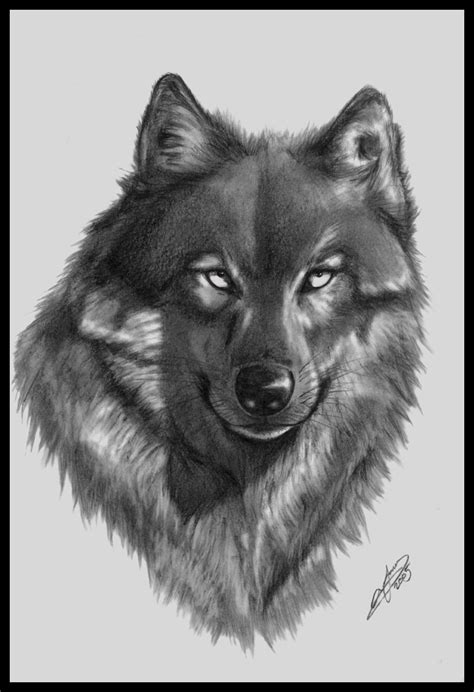 Old Wolf Drawing by AndyFairhurst on DeviantArt