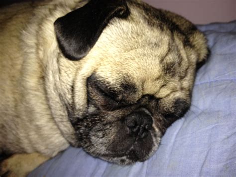 Sleeping pug | Pugs, Dogs, Animals