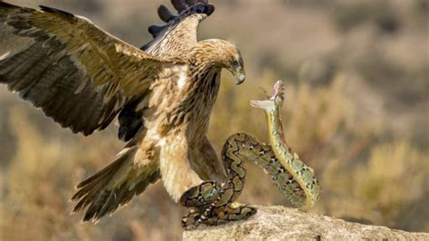 King Eagle Attacks Snake - YouTube