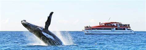 9 Best Whale Watching Cruises In Sydney | Australian Cruise Group