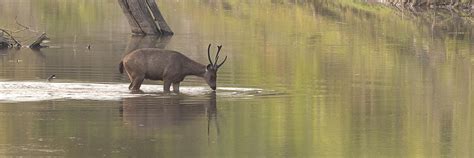 Namdapha national park | Wild Voyager