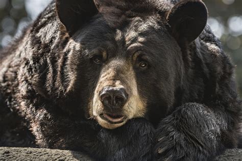 'Hank the Tank' is actually three bears, according to DNA analysis