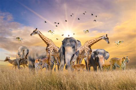 360+ Endangered Species Collage Stock Photos, Pictures & Royalty-Free Images - iStock